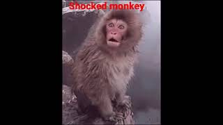 !!shocked monkey !!! gif