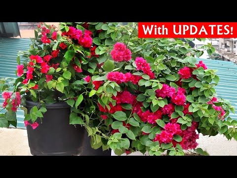 DO THESE 5 Things To GROW HUGE Bougainvillea PLANT FAST