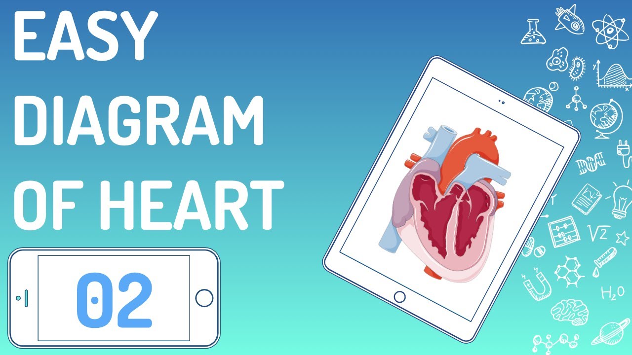 Easy Diagram of Heart Bio Desk Dr. Nayan YouTube