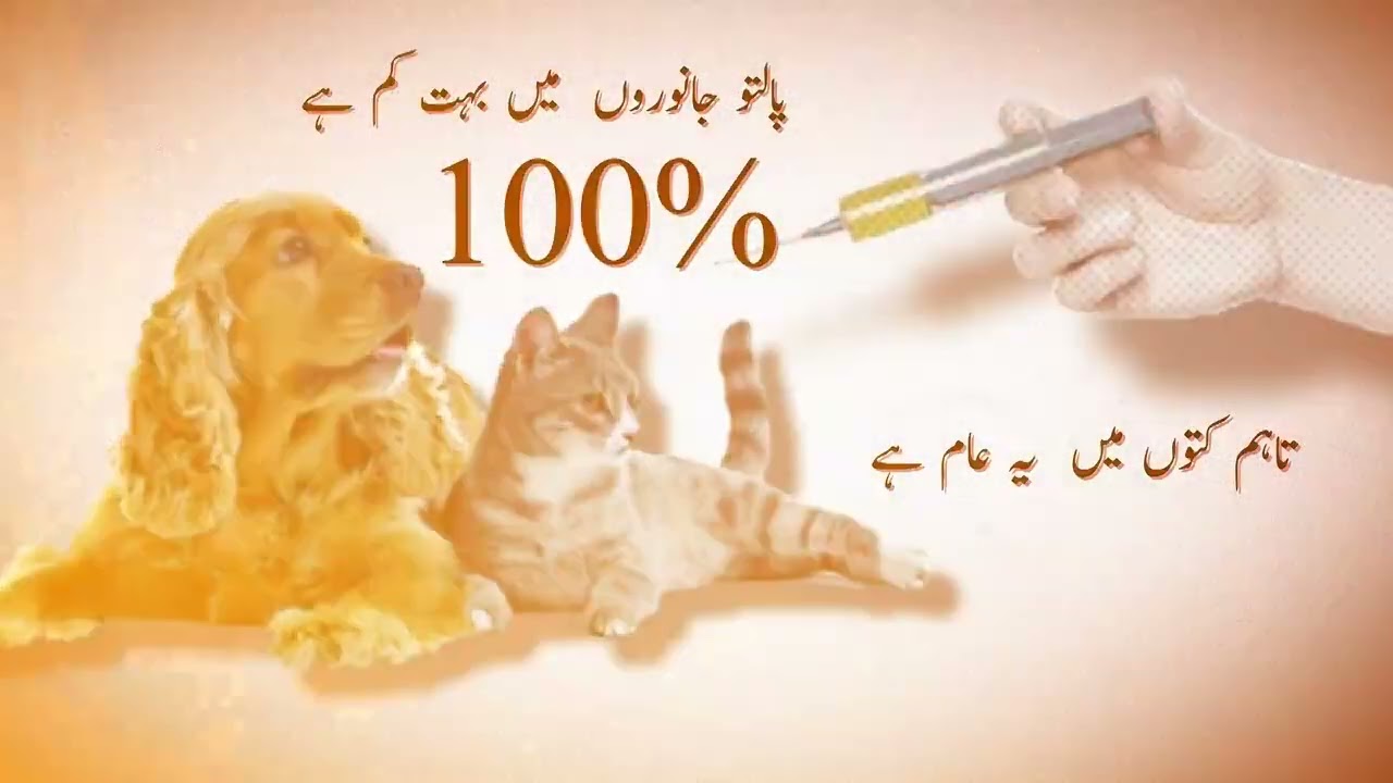 Today, World Rabies Day 1