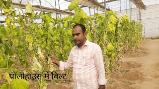 100% solution of wilt in polyhouse#wilt #cucumber##tomato ###chilli #dises##rog##fungicide#walt