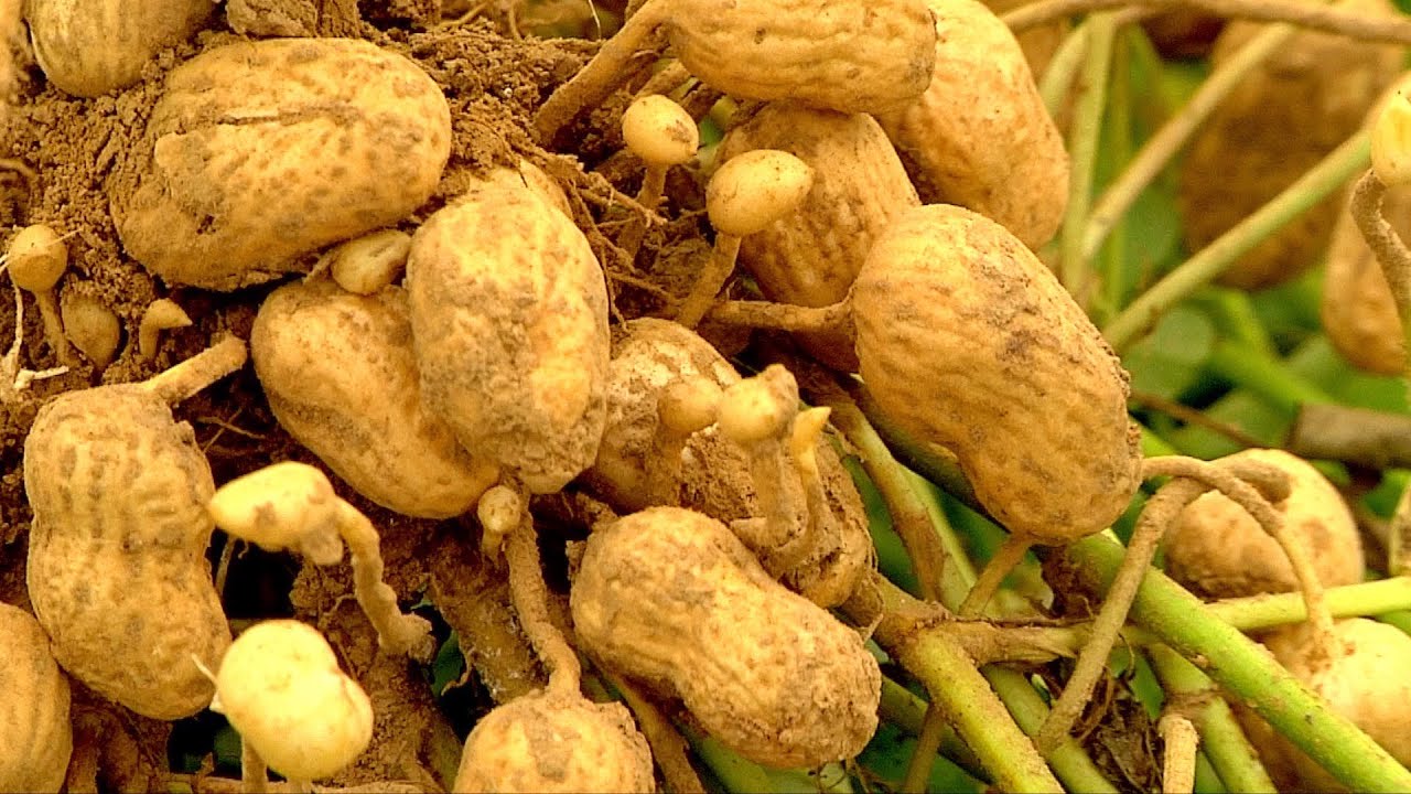 Growing peanuts at the West Tennessee AgResearch and Education Center