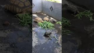 Edisi mukbang hari raya ke 3 #reptil #reptile #tortoise #animals