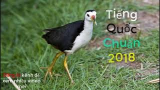 Bẫy quốc | Tiếng chim quốc chuẩn để bẩy 2018 | Easy bird trap