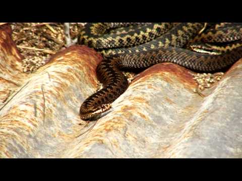 Adders plus other wildlife
