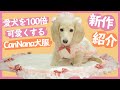 【可愛すぎる犬服ブランド】CanNana（キャンナナ）新作紹介！！