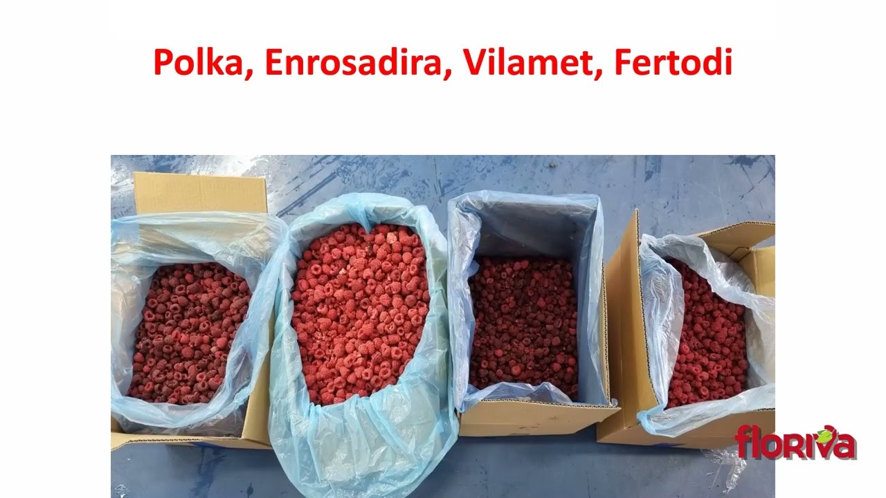 Stari crni amreički Vilamet