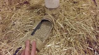 coop chicken feeding