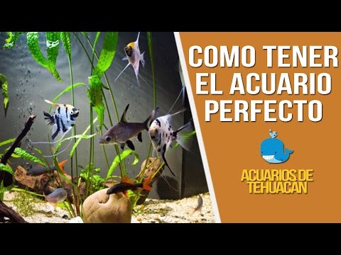 Video: Cómo cuidar un acuario: reglas