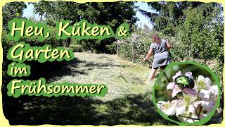 Gartenarbeit Juni - Heu machen, Küken und Selbstversorgung im Frühsommer