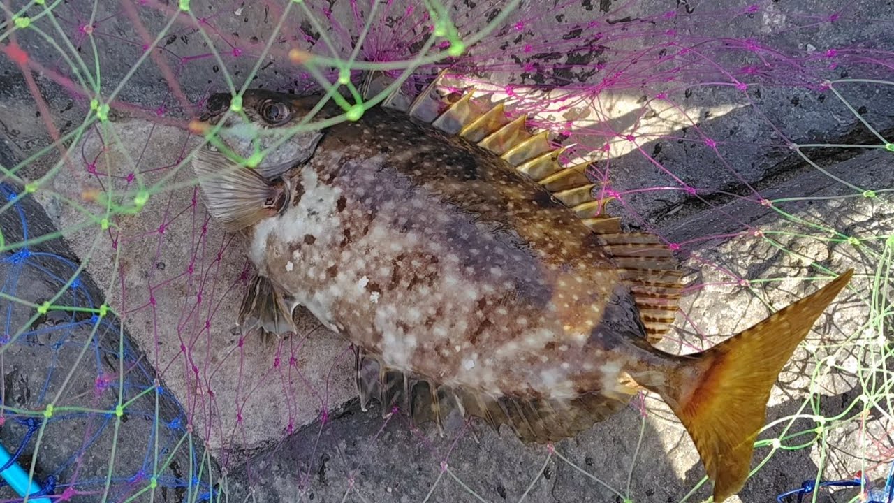 伊豆高原へたっぴ釣行2026年3月1日。久々の大物に大絶叫😅