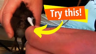 Chronic pasty butt? Try this trick!