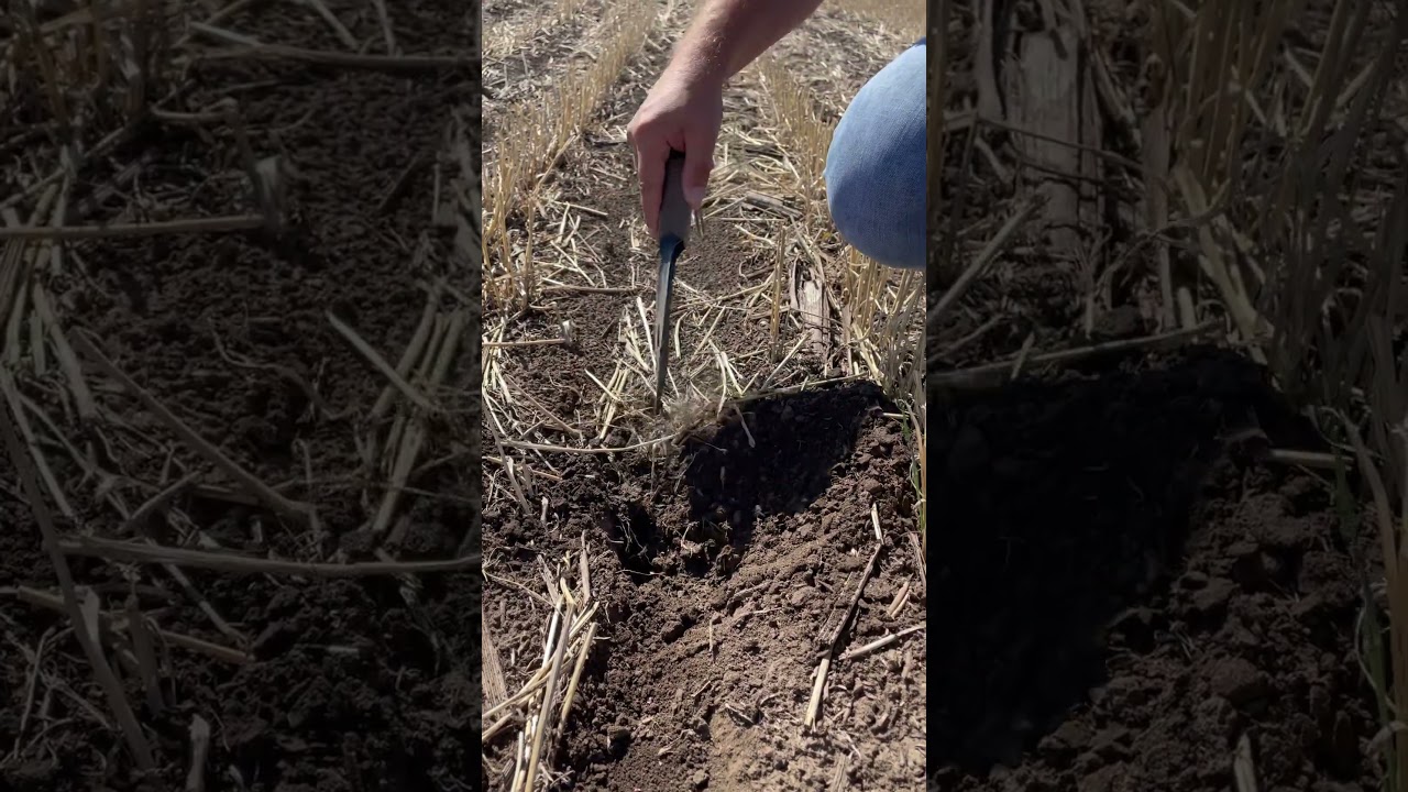 Есть надежда получить всходы Оз.Рапса