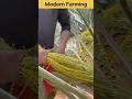 fruit preparation #agriculture #satisfying #farming #china #shorts