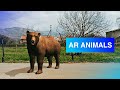 3D AR Animals