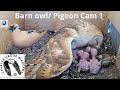 Live barn owl pigeon israel 4k cam 1 wbais gaia the charter group of wildlife ecology