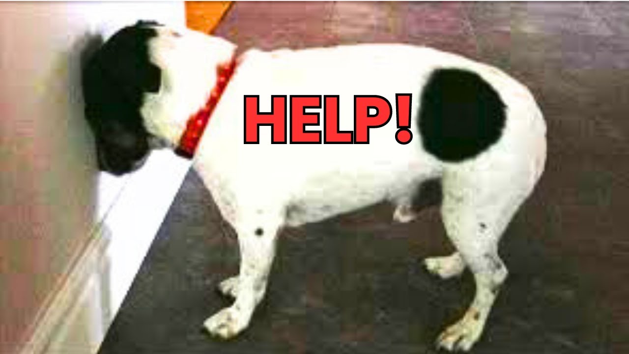 SCARY Reason Your Dog Does This Strange Behaviors