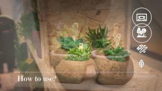 Delosperma Echinatum - Bambino