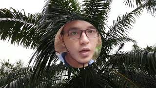 Bagi Lembu Makan Daun Sawit Untuk Jimatkan Kos Makanan