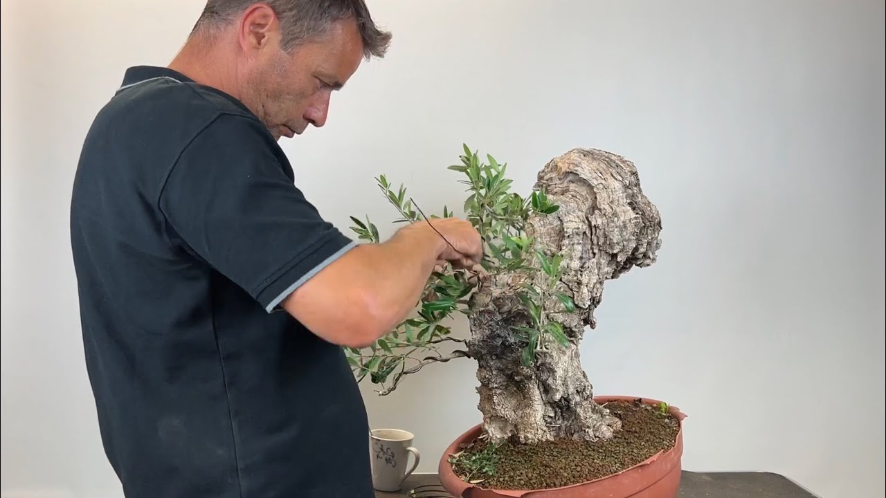Work on my Bonsai Olea sylvestris Part 2