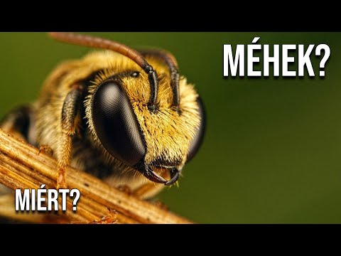 Videó: Miért fontosak a mézelő méhek?