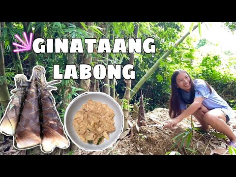 BAMBOO SHOOT (LABONG) | GINATAANG LABONG | Vlog#87 - YouTube