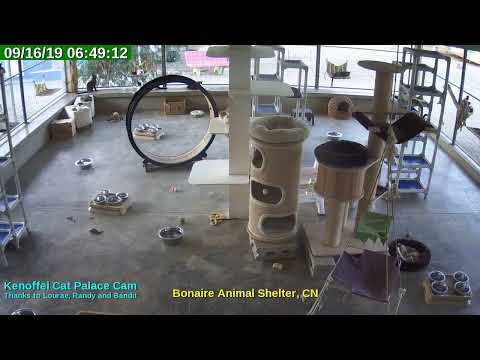 video editing software free Animal Shelter Bonaire Live Stream