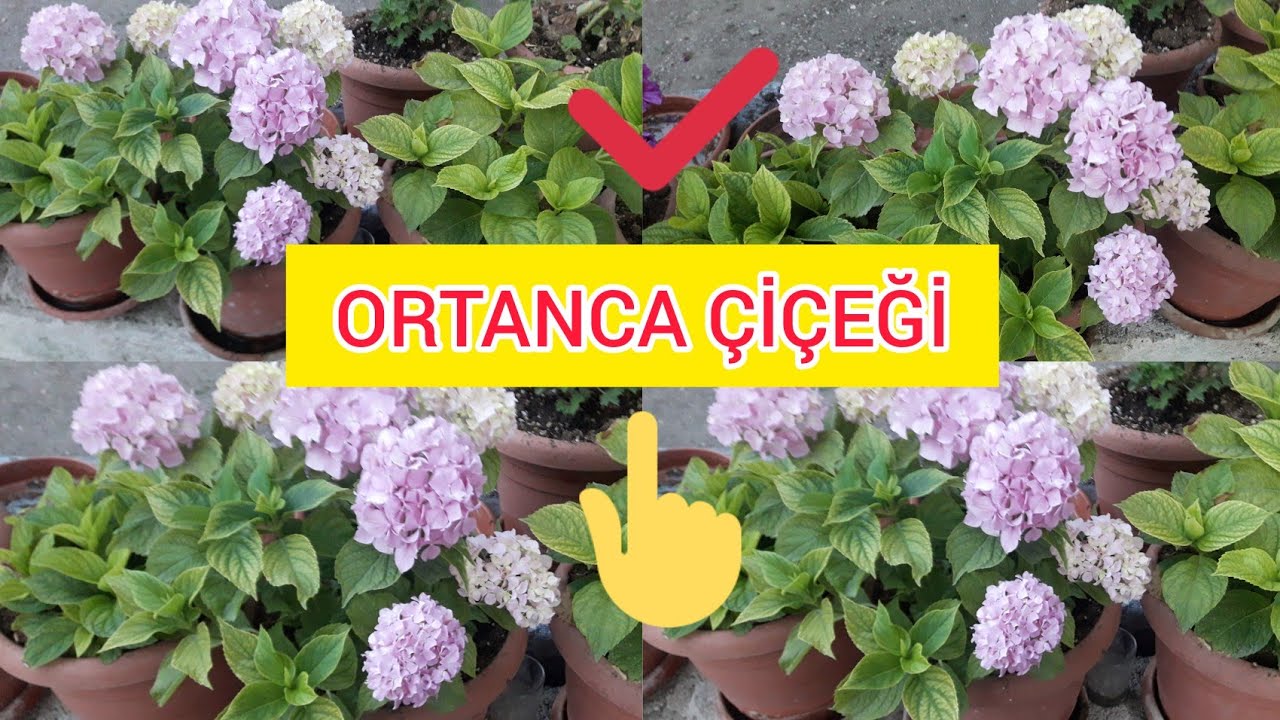 ORTANCA ÇİÇEĞİ  BAKIMI DURUMLARI❗✔