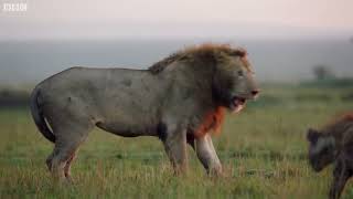 Hyena pack attacks lion   FULL CLIP   Dynasties