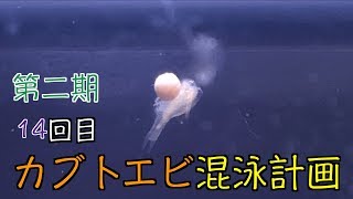 カブトエビ混泳計画　十四回目