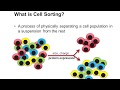 Cell Sorting Using Flow Cytometry
