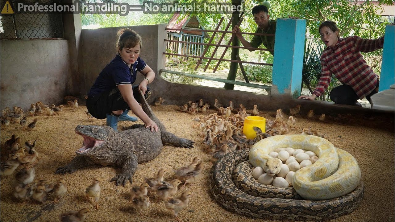 72 Hours on high alert: A giant python invades the farm and lays eggs - Komodo near the chicken coop