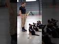 German shepherd k9 puppies training #k9 #germanshepherd #puppy #dog #fyp #trending #viral