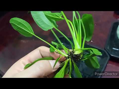 Video Nhân giống cây Lan Nước|Bách Thủy Tiên con bằng nước. - youtube