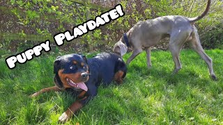Rottweiler Vs Weimaraner 🐾 by Pawsonal Pet Care 424 views 1 month ago 4 minutes, 40 seconds