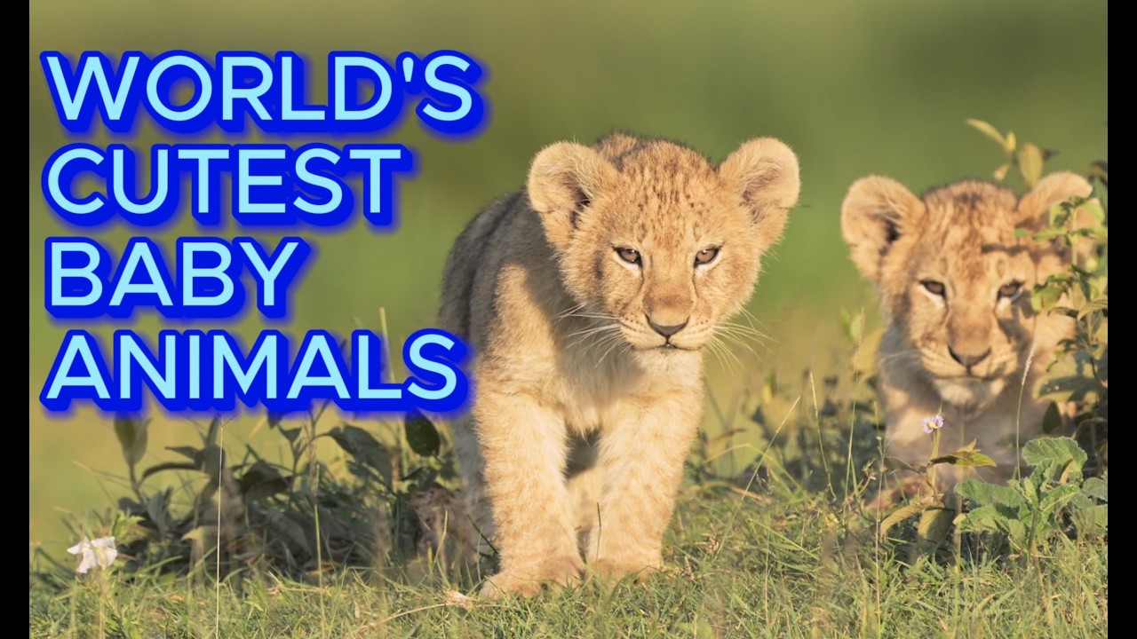 Top 6 CUTEST BABY ANIMALS