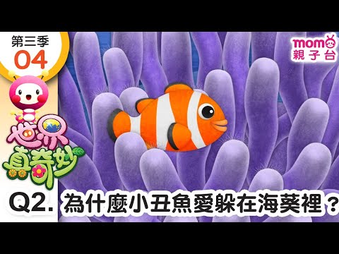 世界真奇妙S3【04-Q2：為什麼小丑魚喜歡躲在海葵裡呢？】為什麼？為甚麼？WHY？｜孩子的疑問｜Q&A｜學習新知長知識｜教育問答｜第三季 第4集 題目02【親子台｜官方HD短版】momokids