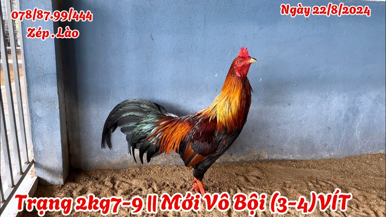 Hai Em Khá - Tầm Trung - Bo Giỏi || 3-4 VIT || Ngày 22/8/2024 || 07/88.7/99.444 Trại Gà Hoàng Nguyên