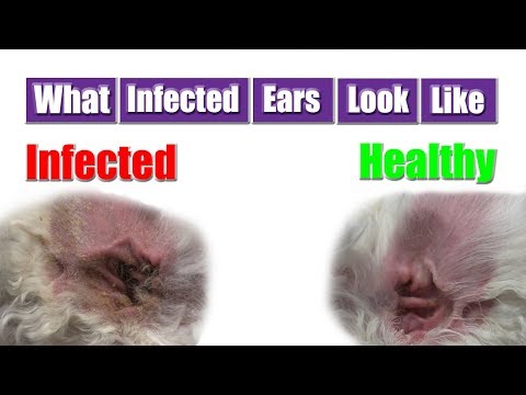 dog-ear-infection