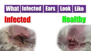 Dog Ear Infection | Pet Grooming Tip !