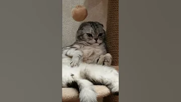 Cats Of Tiktok 