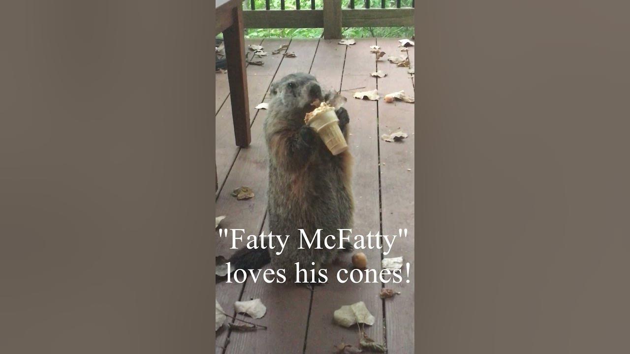 Fatty McFatty the groundhog eats his cone. - YouTube