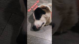 Dog snoring #funny #shorts #fyp #animals #dog #dogs #dogshorts #doglife #memes #like #subscribe