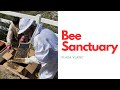 RESCUED BEE SANCTUARY - SAVING BEES