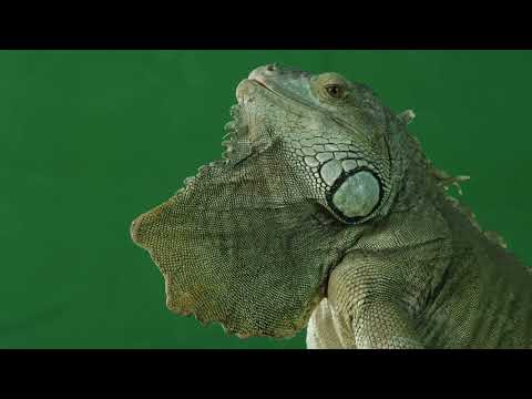 IGUANA STANDING ON LOG IN FRONT OF GREEN SCREEN 4K