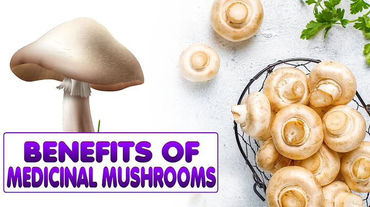 Medicinal Mushrooms and Health |  Why They Are Sol...