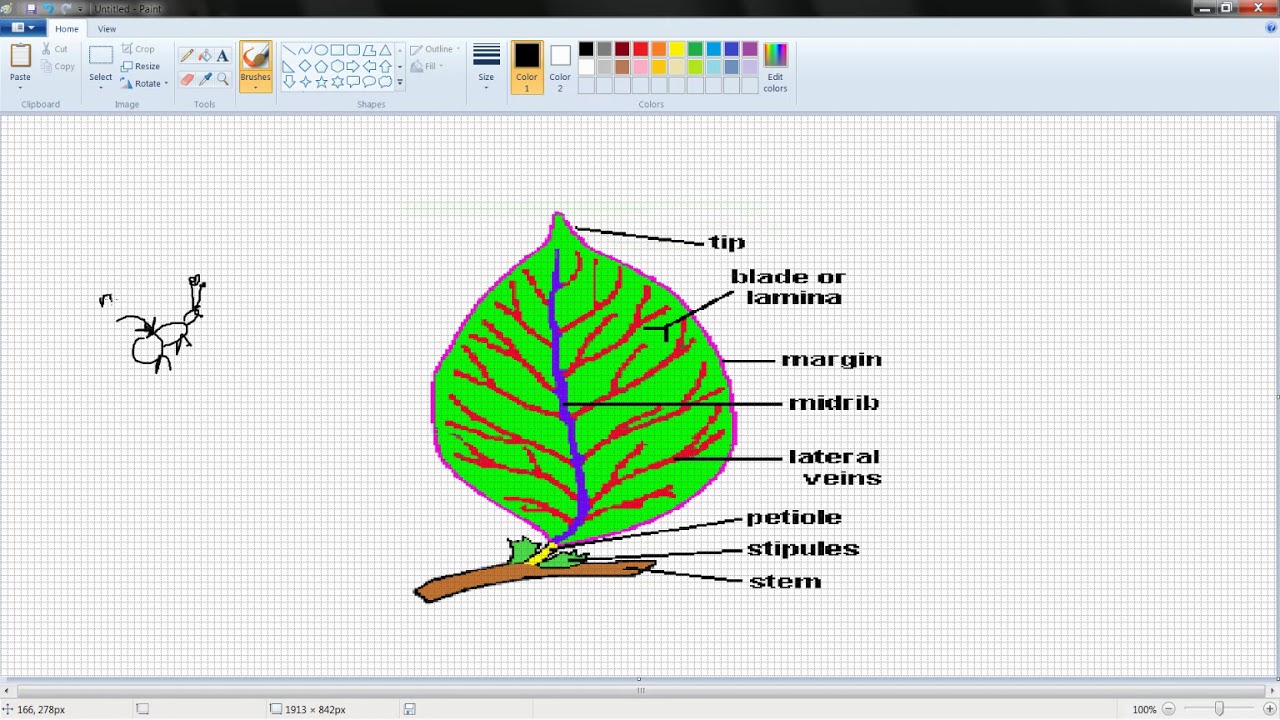 PARTS OF THE LEAF SIMPLE Science Studies Lessons In 5 Minuets YouTube parts-of-the-leaf-simple-science-studies-lessons-in-5-minuets-youtube