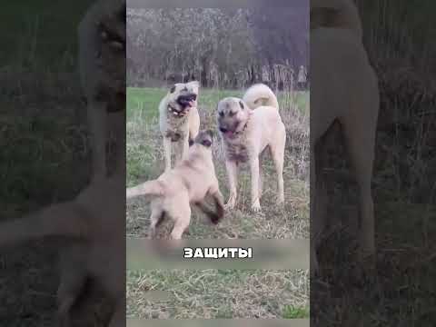СЕВЕРНЫЙ волк в схватке с АЛАБАЕМ🐺🐄💔