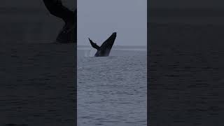 Humpback Breach In Normal Speed Then Slowed Down