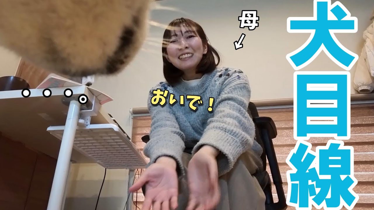 愛犬にカメラをつけてみたら、いろいろ衝撃的すぎた！